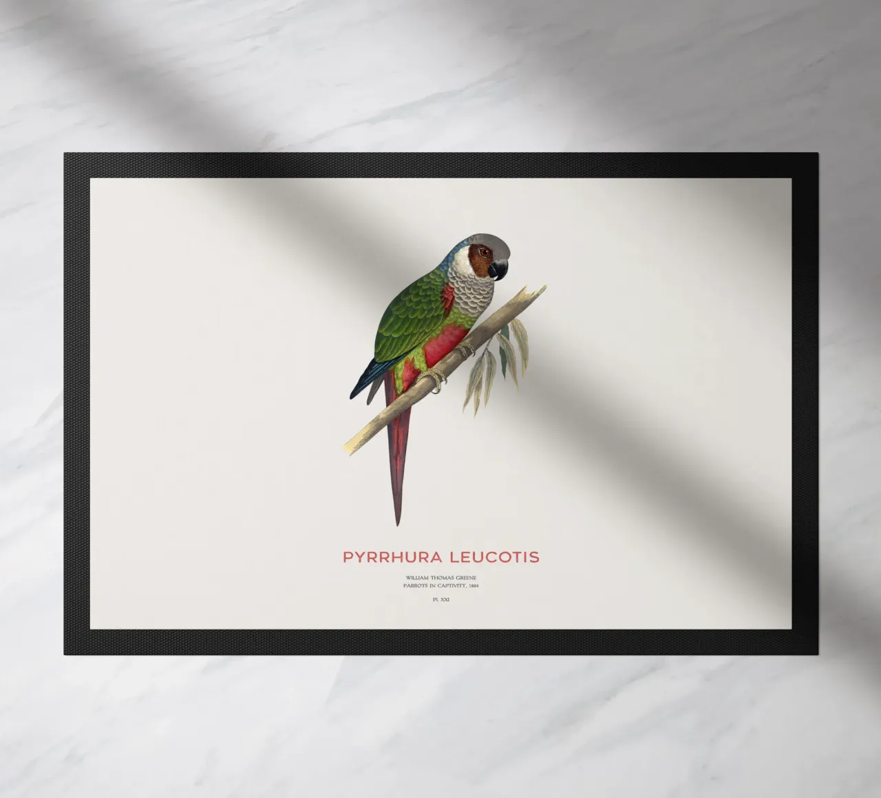 White-eared parakeet or Pyrrhura leucotis doormat by Vintagrafica