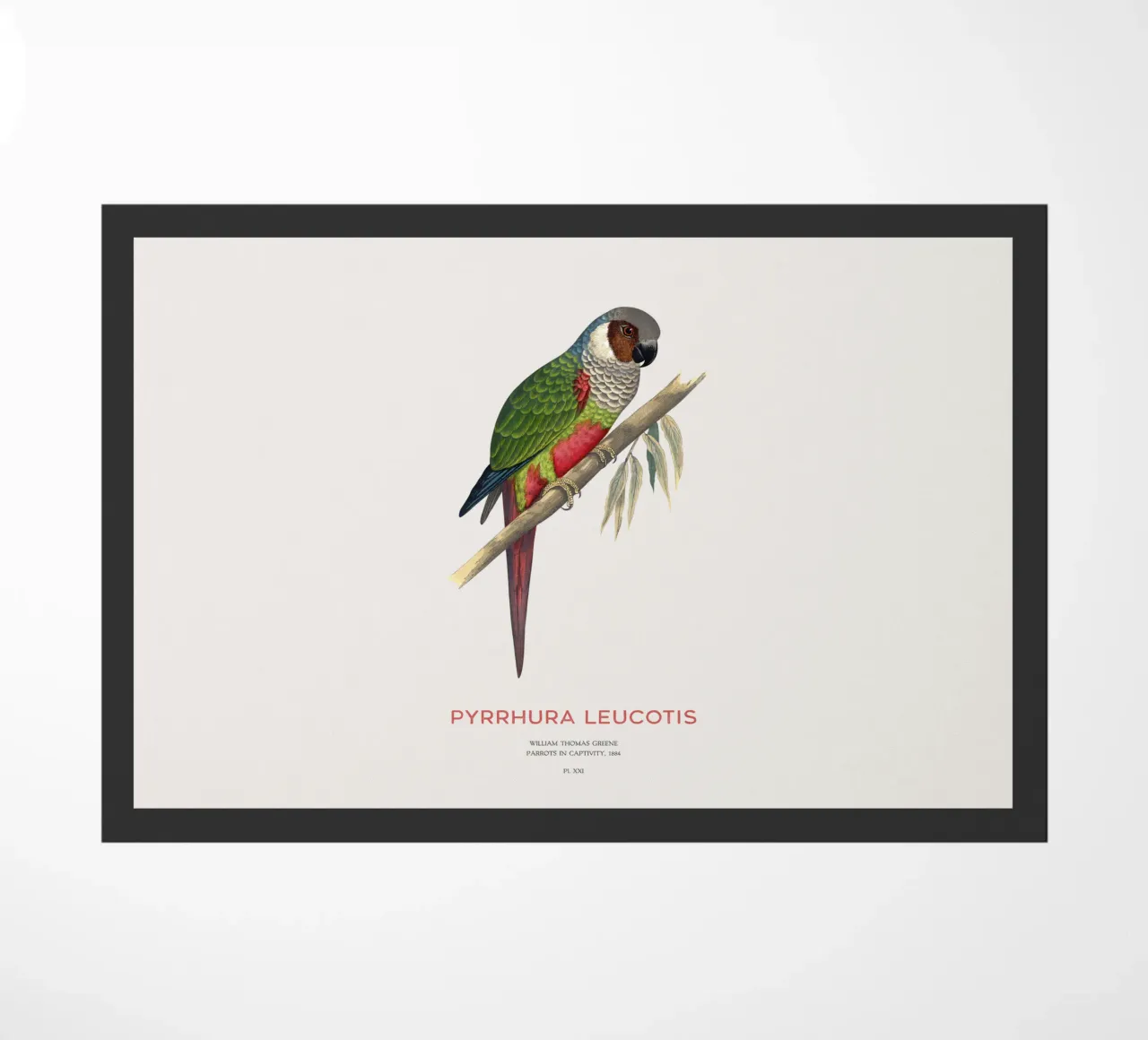 White-eared parakeet or Pyrrhura leucotis doormat by Vintagrafica