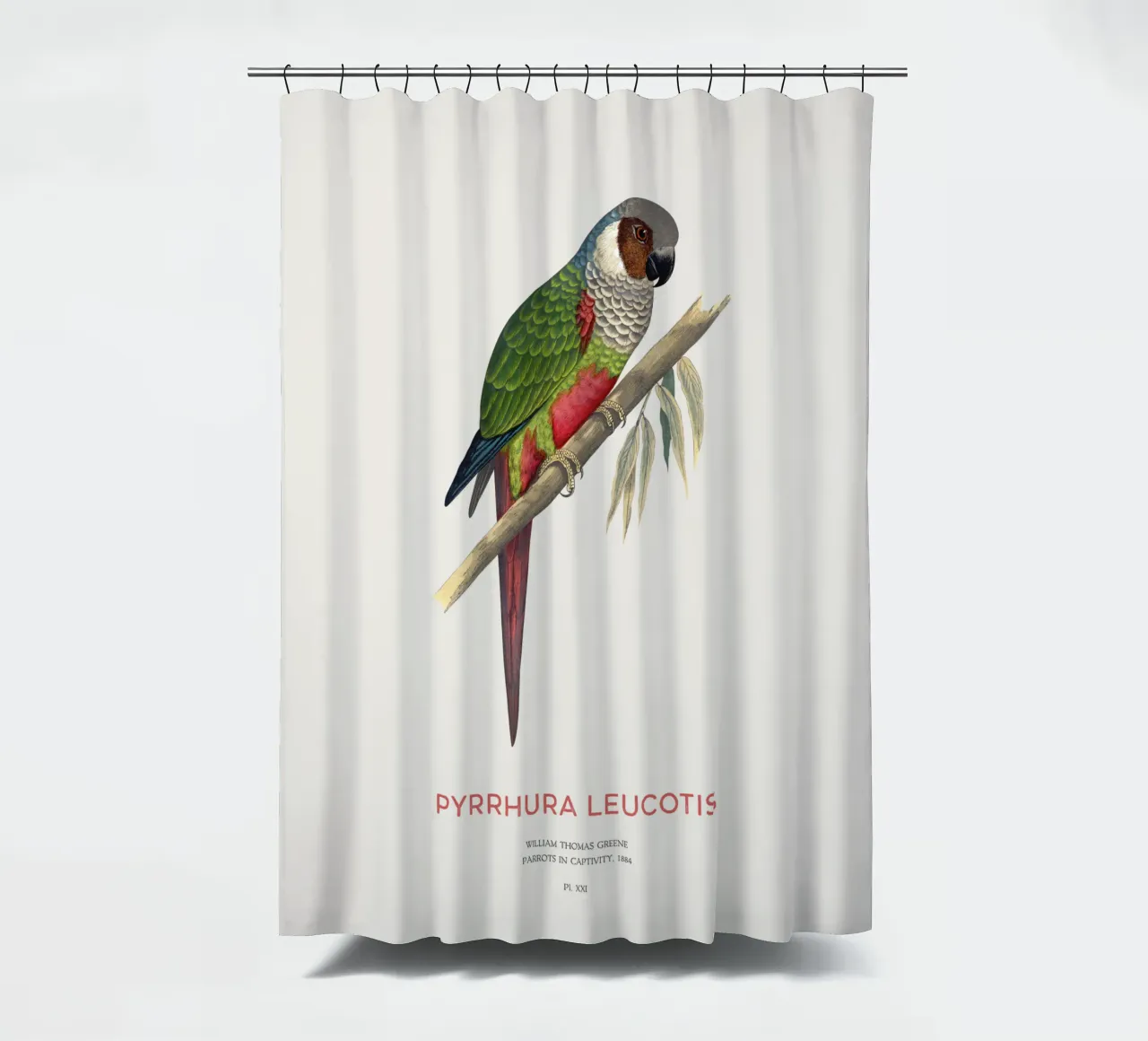 Weißohrsittich oder Pyrrhura leucotis Duschvorhang von Vintagrafica