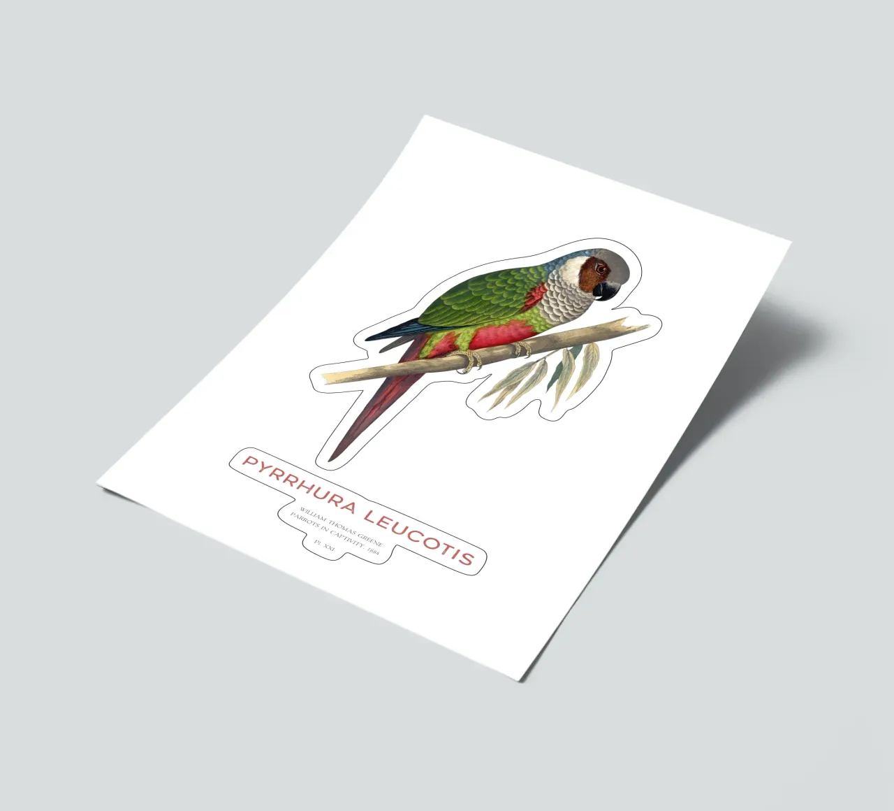 Weißohrsittich oder Pyrrhura leucotis Stickerbogen von Vintagrafica