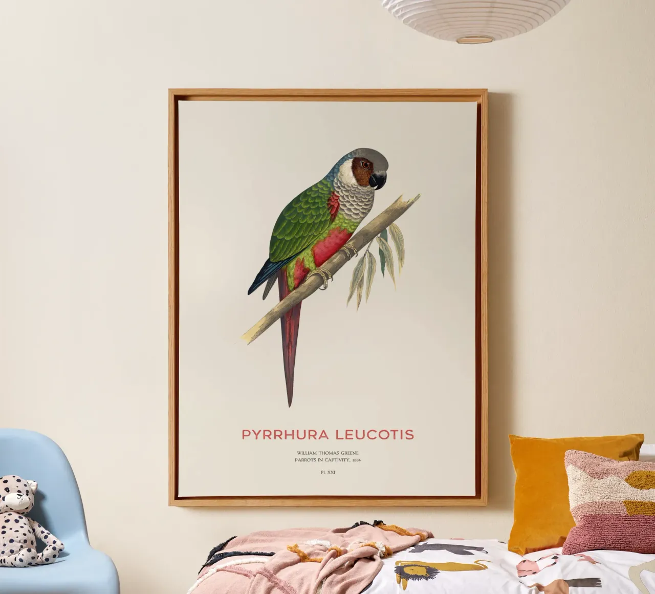 Weißohrsittich oder Pyrrhura leucotis Leinwand mit Schattenfugenrahmen von Vintagrafica