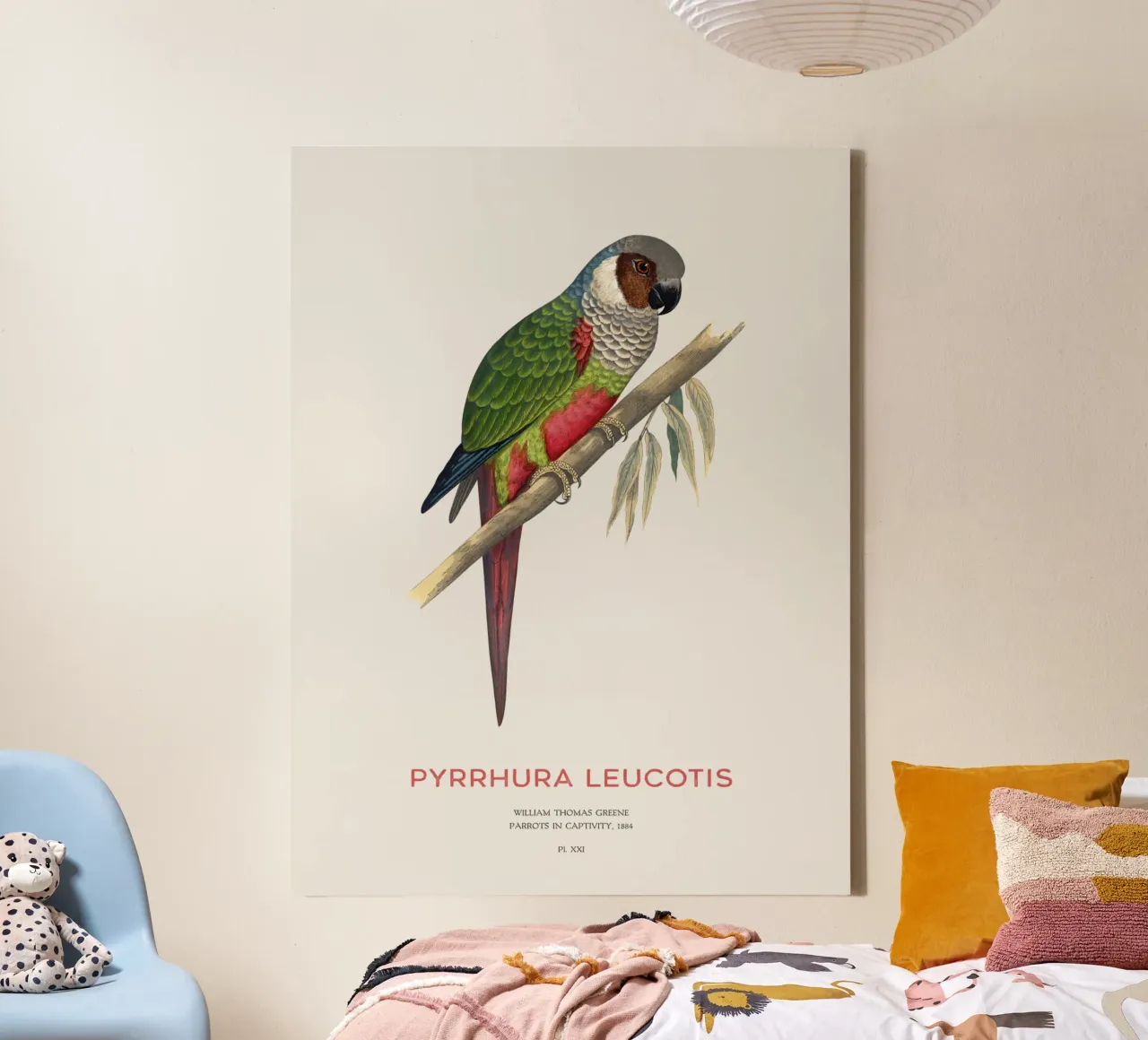 Weißohrsittich oder Pyrrhura leucotis Leinwand mit Schattenfugenrahmen von Vintagrafica