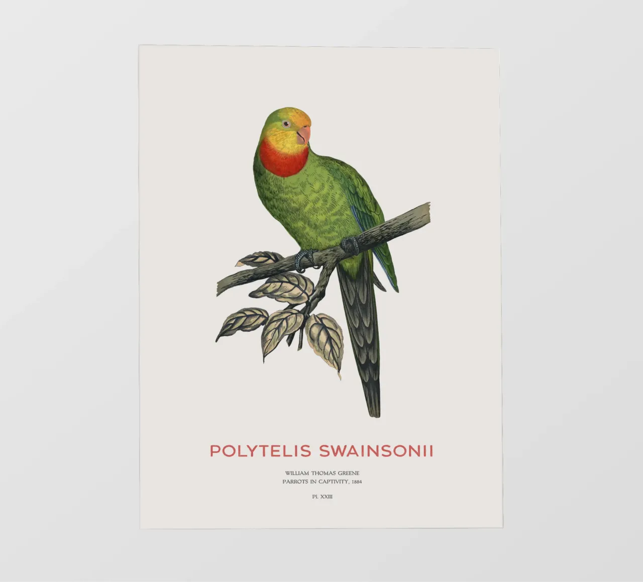 Pappagallo superbo o Polytelis swainsonii telo in pvc da Vintagrafica