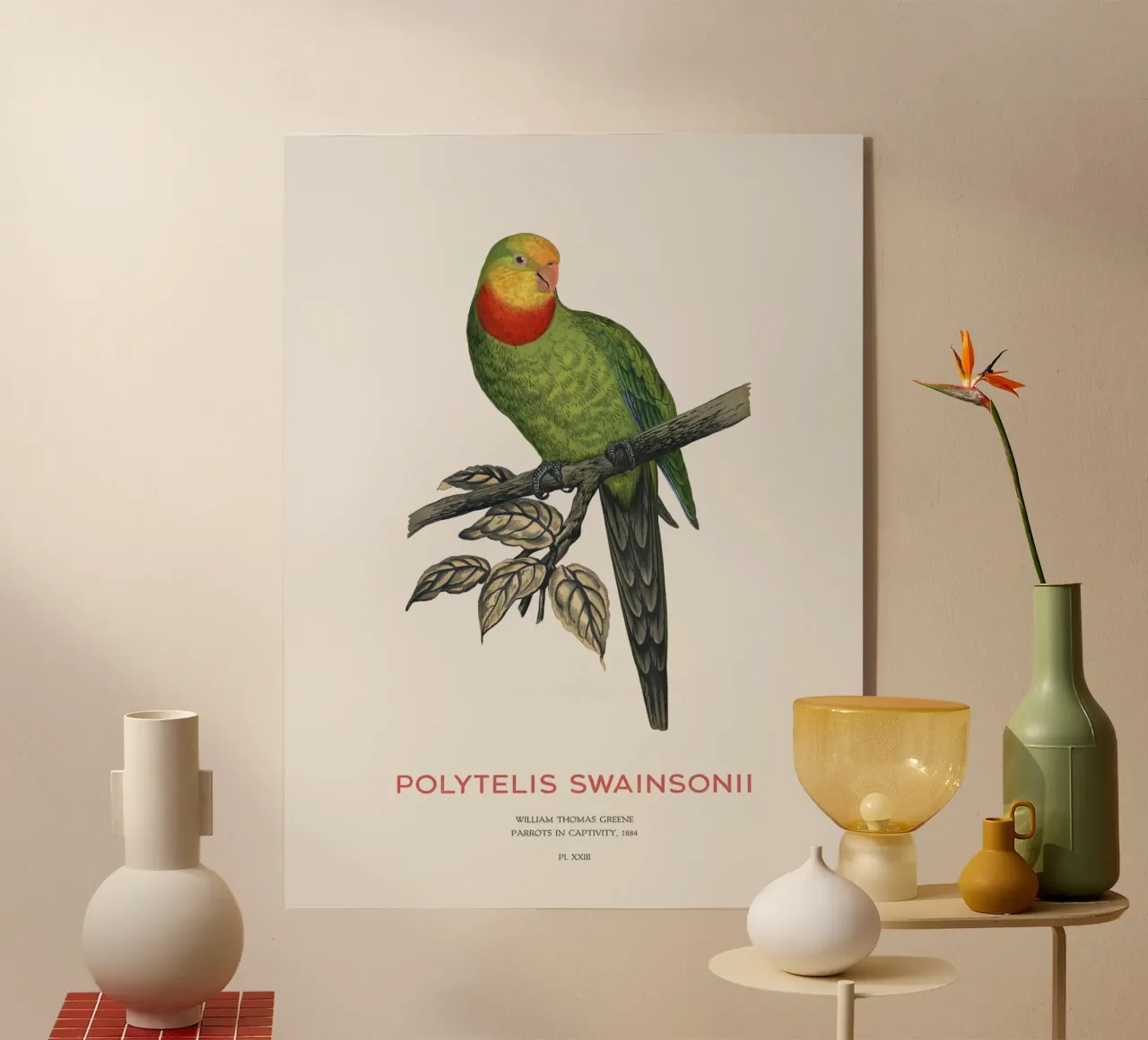 Pappagallo superbo o Polytelis swainsonii plexiglass da Vintagrafica