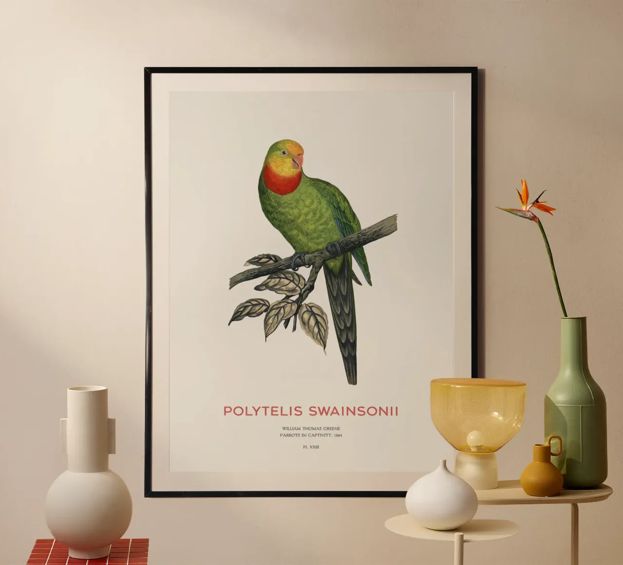 Pappagallo superbo o Polytelis swainsonii carta hahnemühle da Vintagrafica