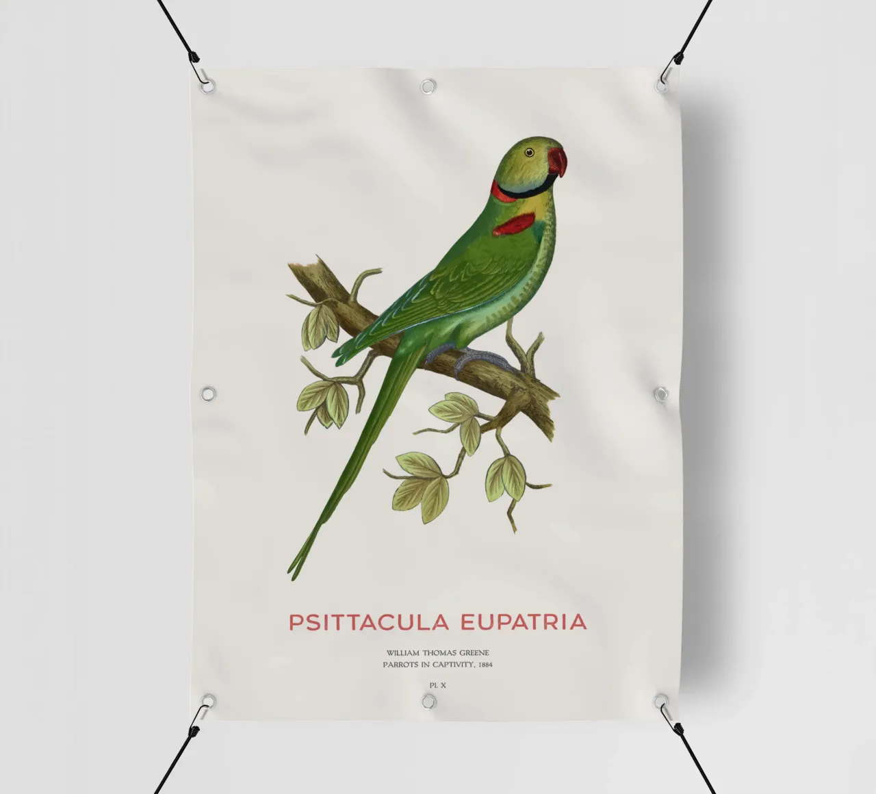 Alexandriner-Sittich oder Psittacula eupatria PVC Plane von Vintagrafica