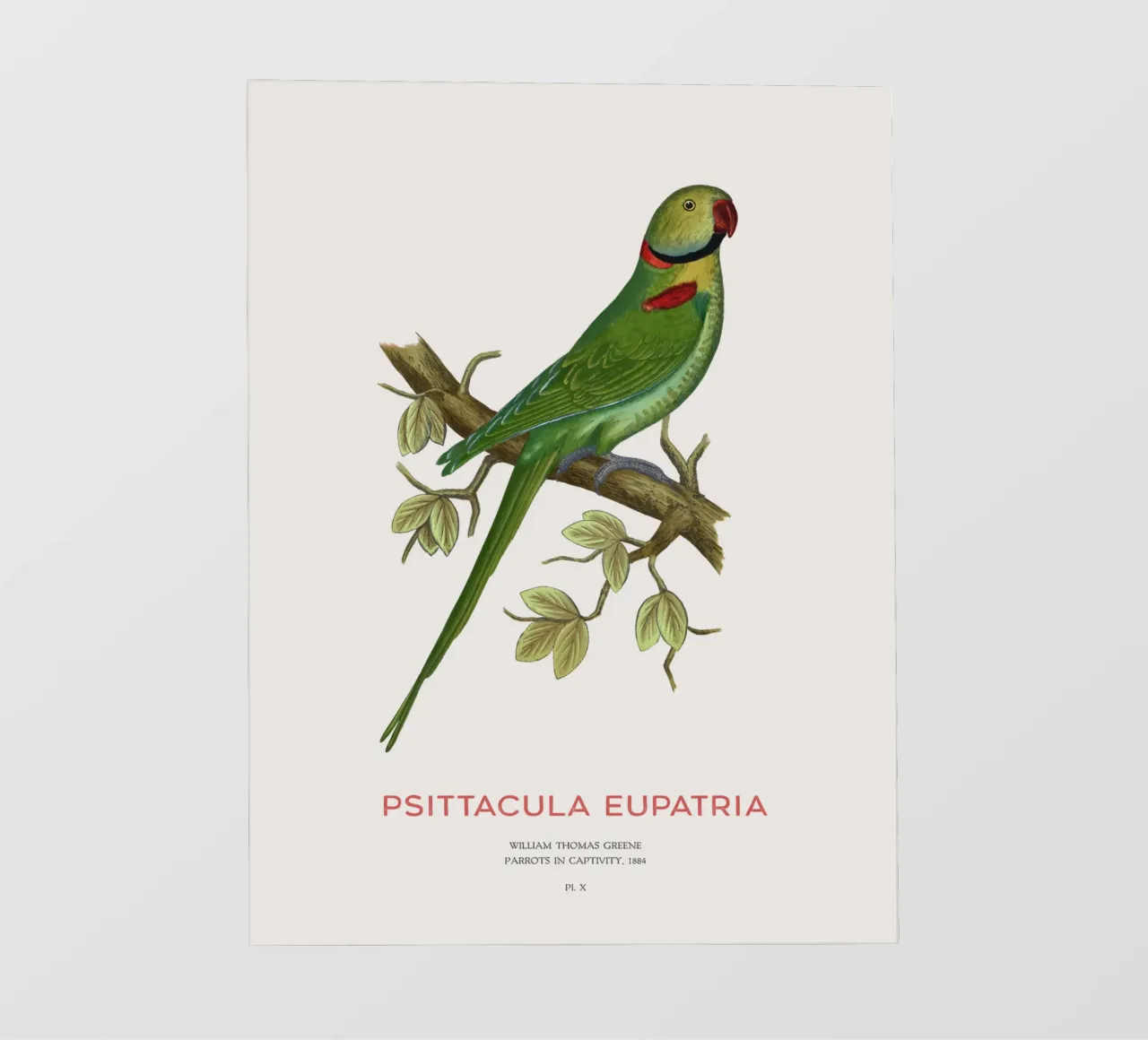Alexandriner-Sittich oder Psittacula eupatria PVC Plane von Vintagrafica