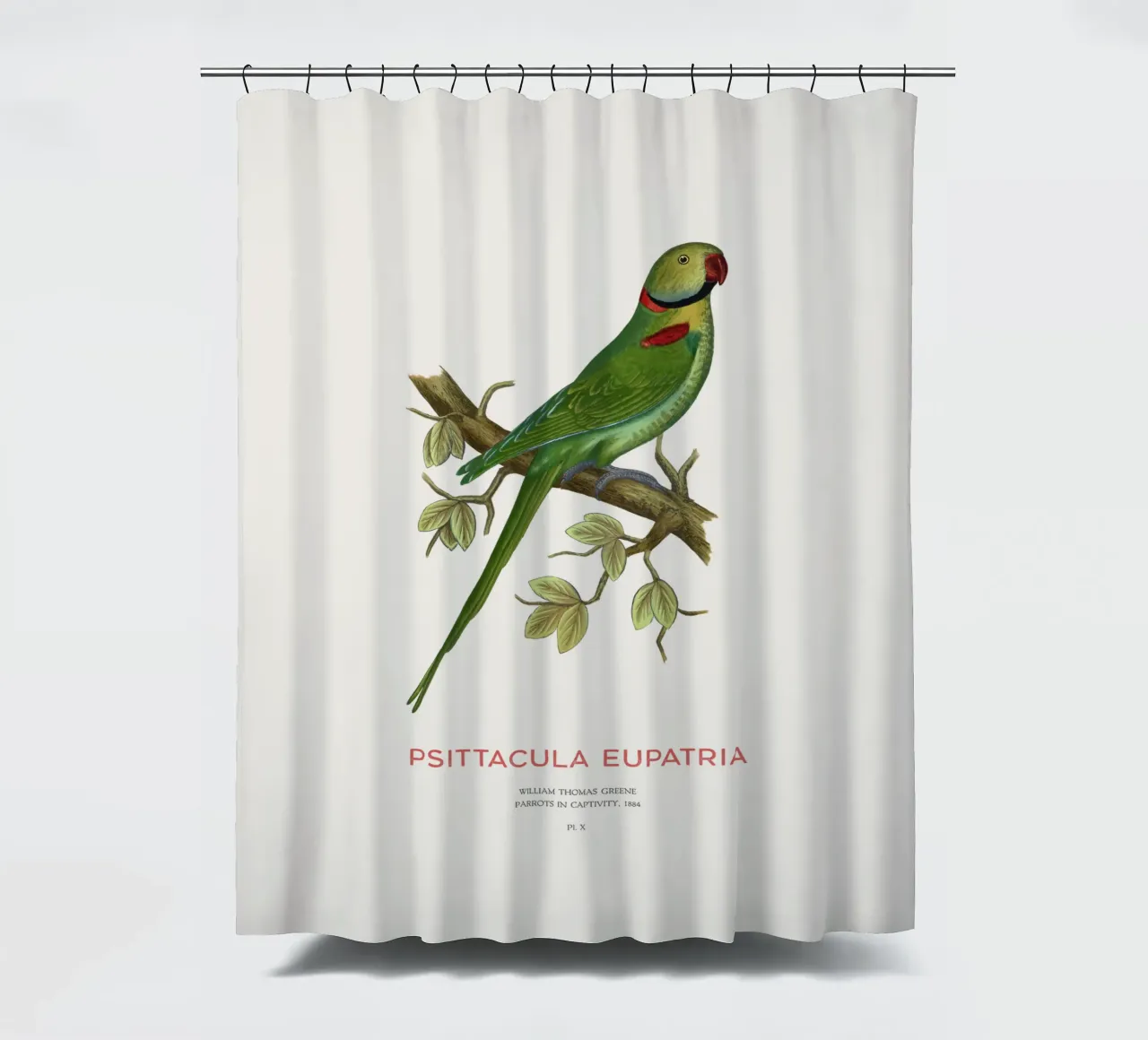 Alexandriner-Sittich oder Psittacula eupatria Duschvorhang von Vintagrafica
