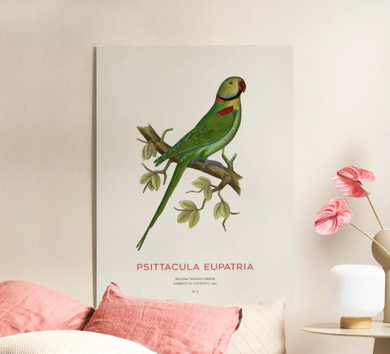 Alexandriner-Sittich oder Psittacula eupatria Acryl-Glas von Vintagrafica