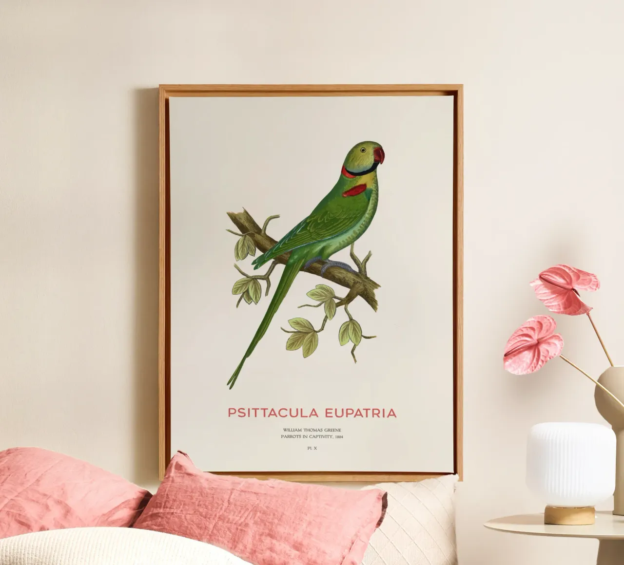 Alexandrine parakeet or Psittacula eupatria canvas by Vintagrafica