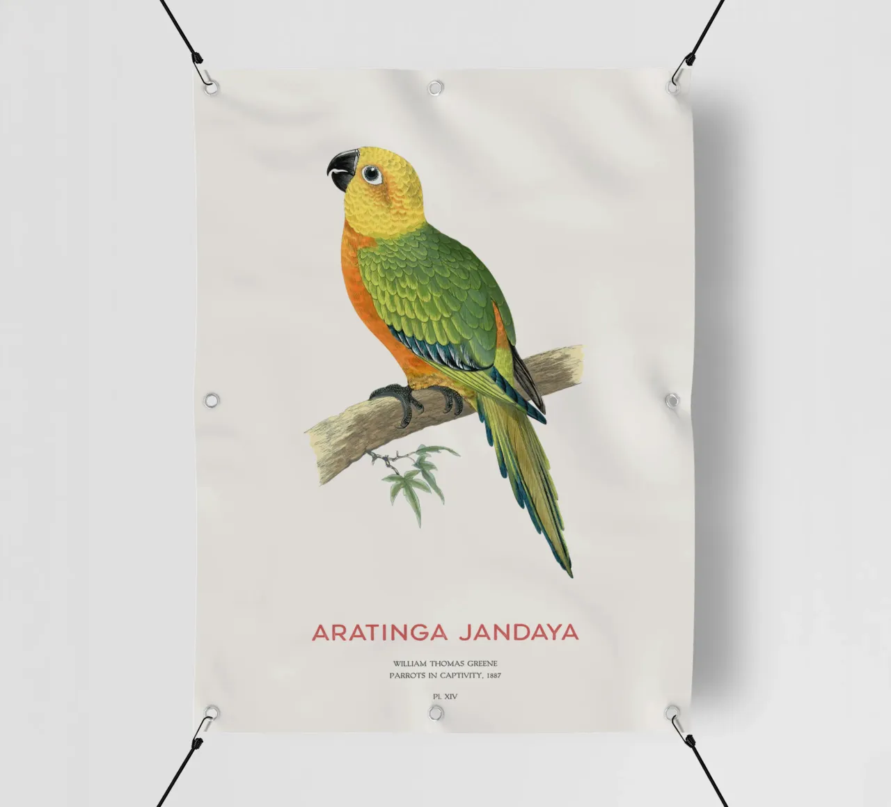 Parrocchetto Jandaya o Aratinga jandaya telo in pvc da Vintagrafica