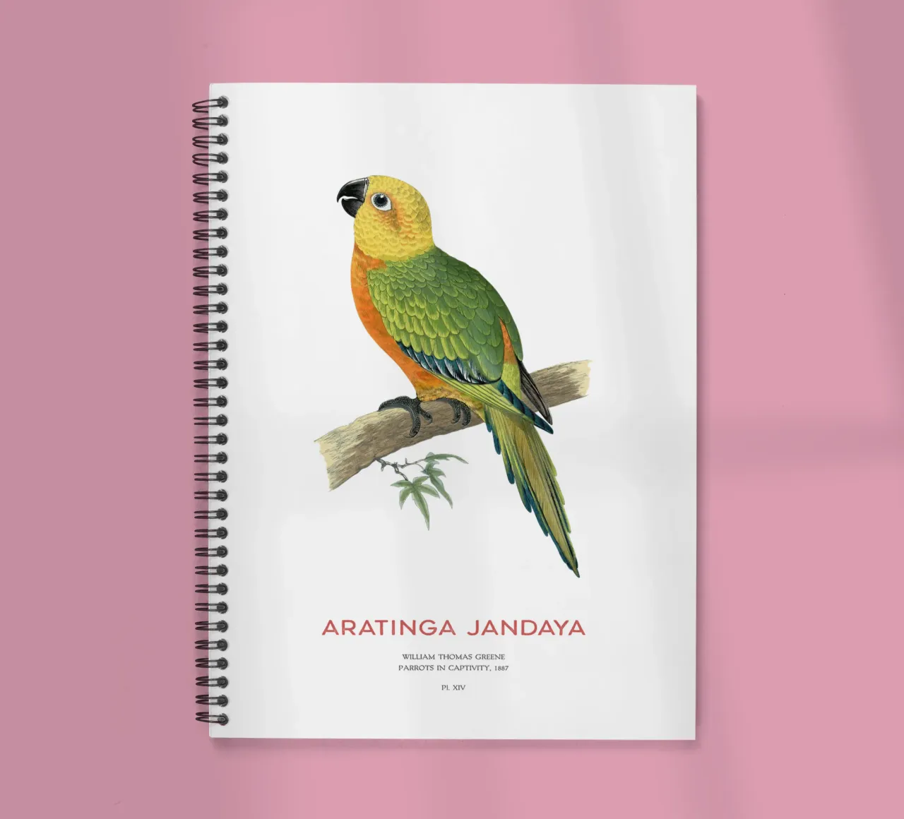 Jandaya parakeet or Aratinga jandaya spiral notebook by Vintagrafica