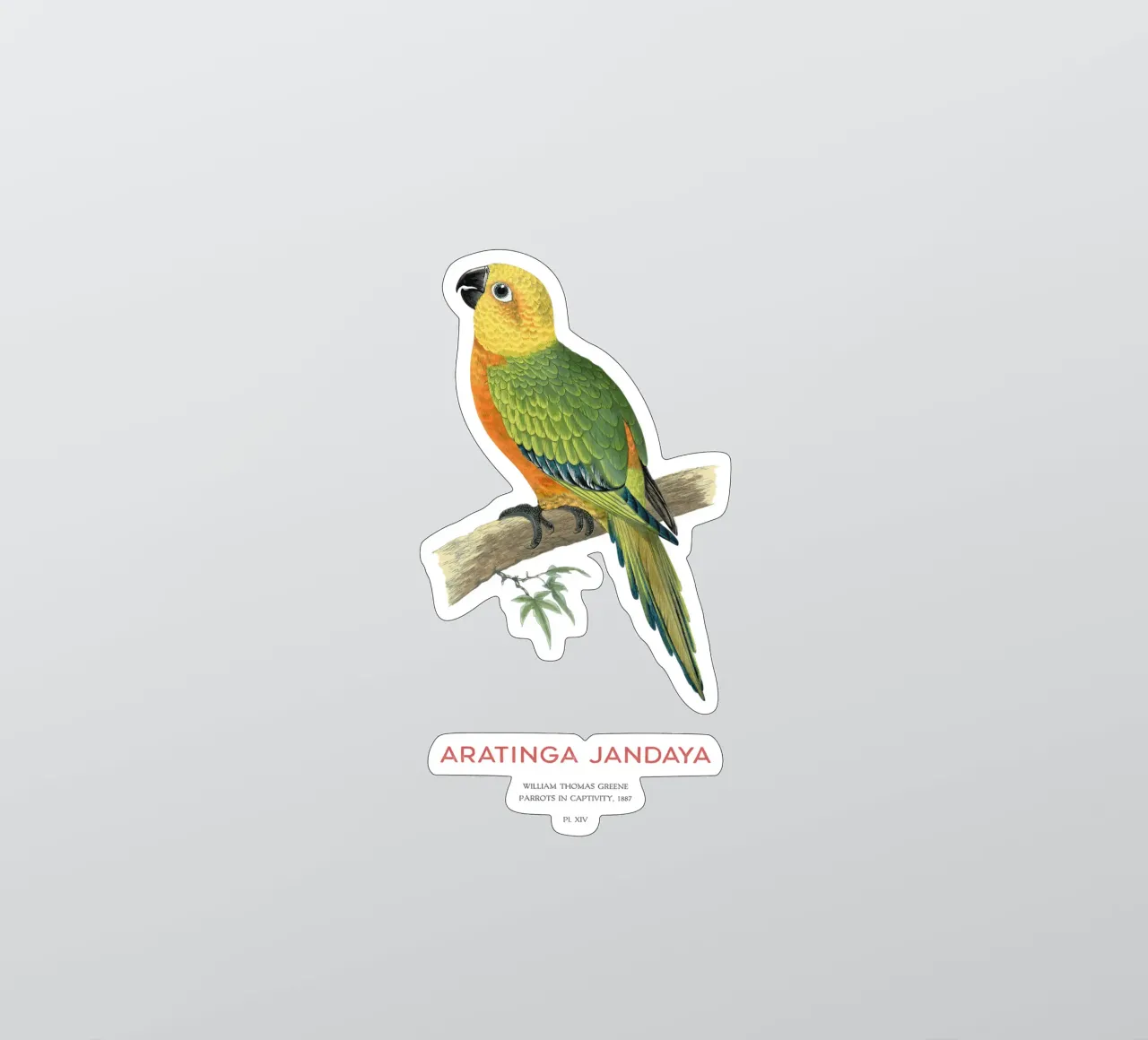 Jandaya-Sittich oder Aratinga jandaya Sticker von Vintagrafica