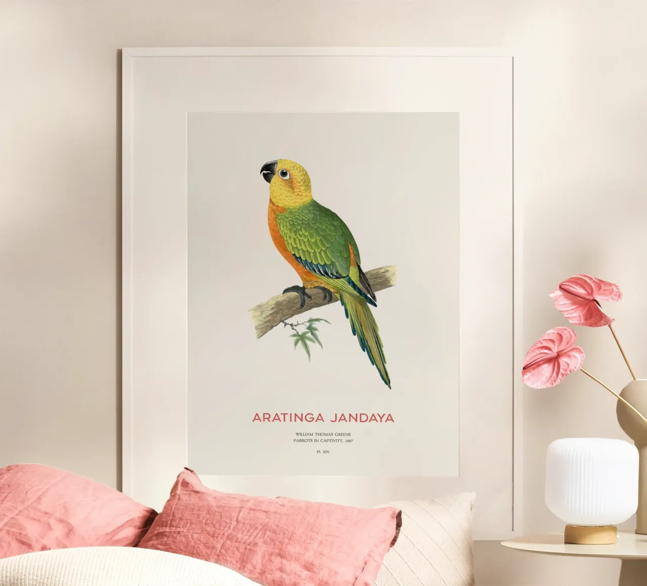 Parrocchetto Jandaya o Aratinga jandaya poster con telaio in alluminio da Vintagrafica