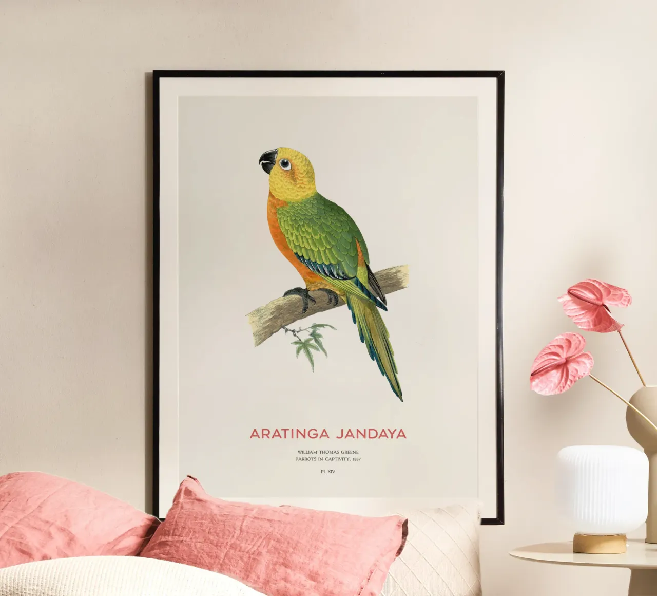 Parrocchetto Jandaya o Aratinga jandaya poster con telaio in alluminio da Vintagrafica