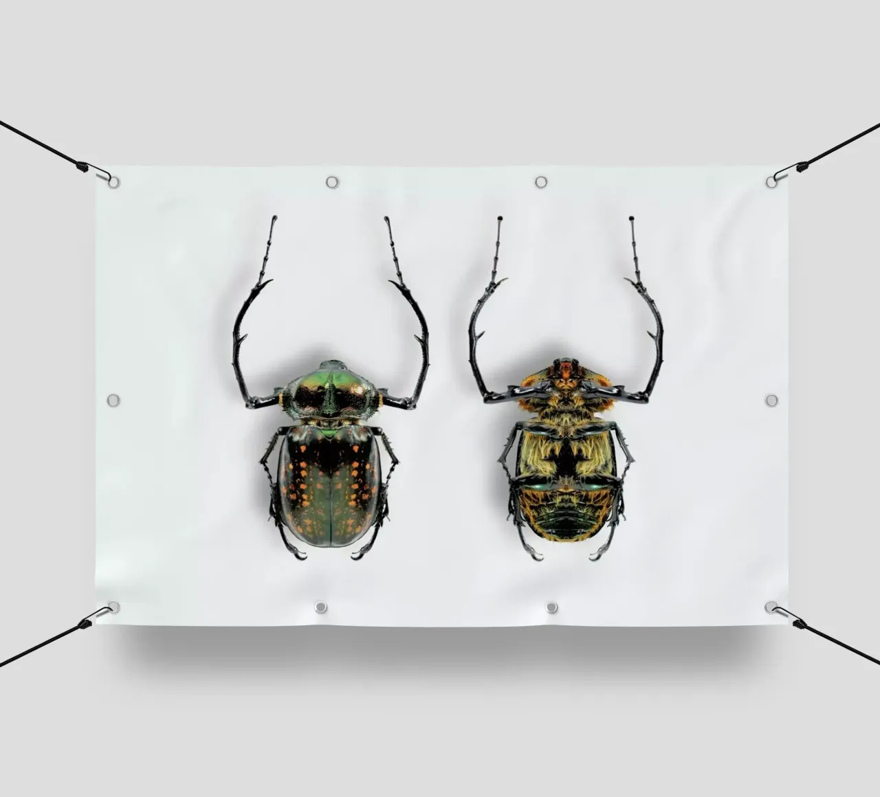 Animalium 5 telo in pvc da Günther Egger