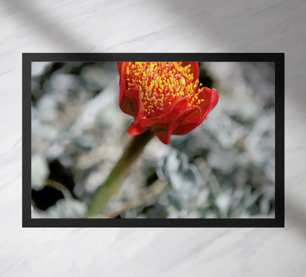 Mountain Flower zerbino da Shot By Clint