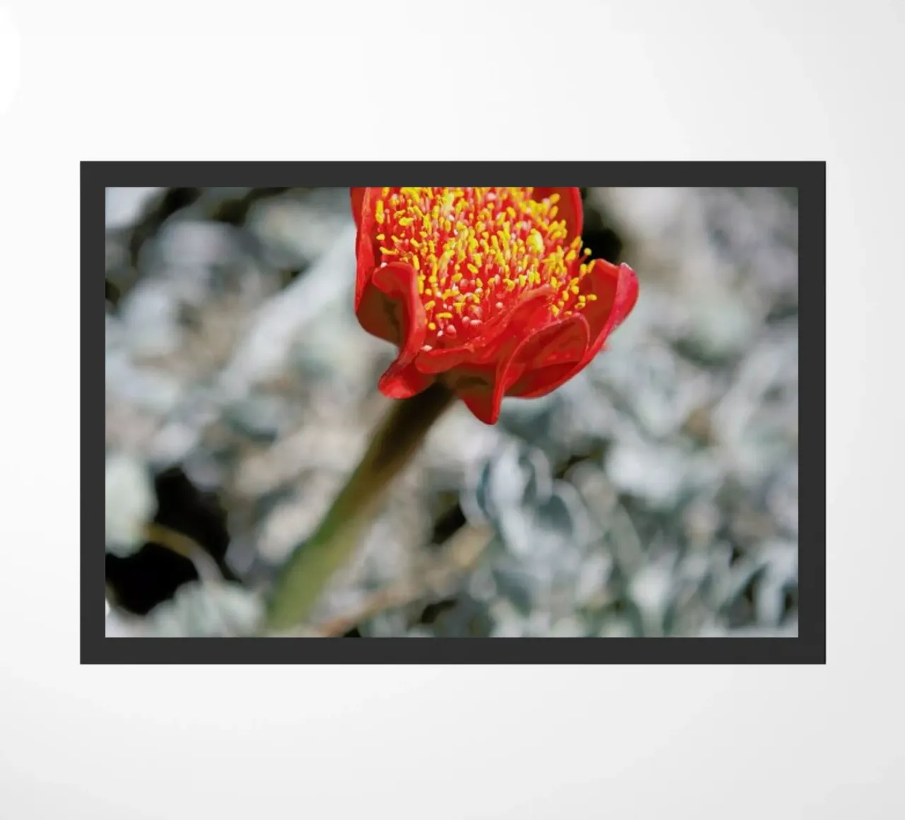 Mountain Flower zerbino da Shot By Clint