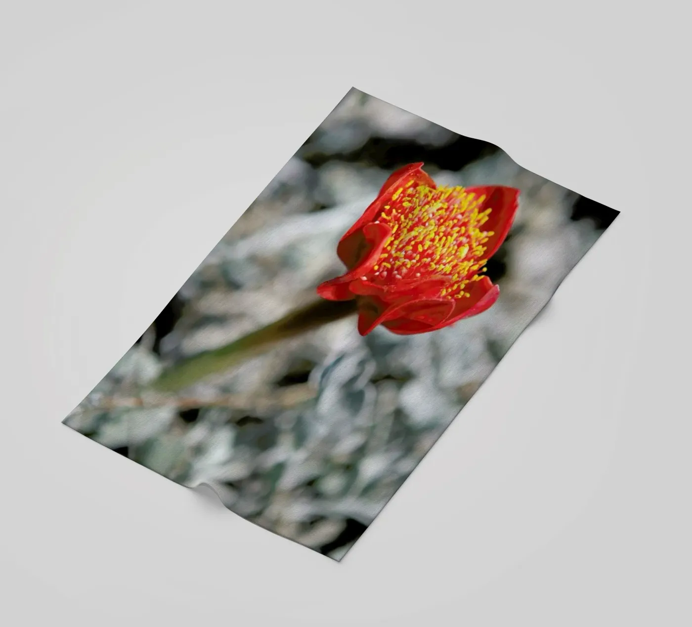 Mountain Flower telo mare da Shot By Clint