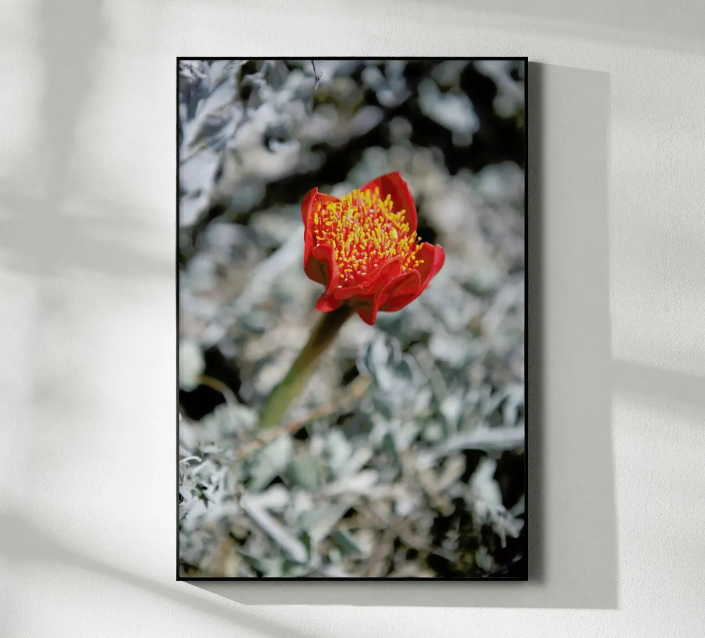 Mountain Flower acrylic glass by Shot By Clint