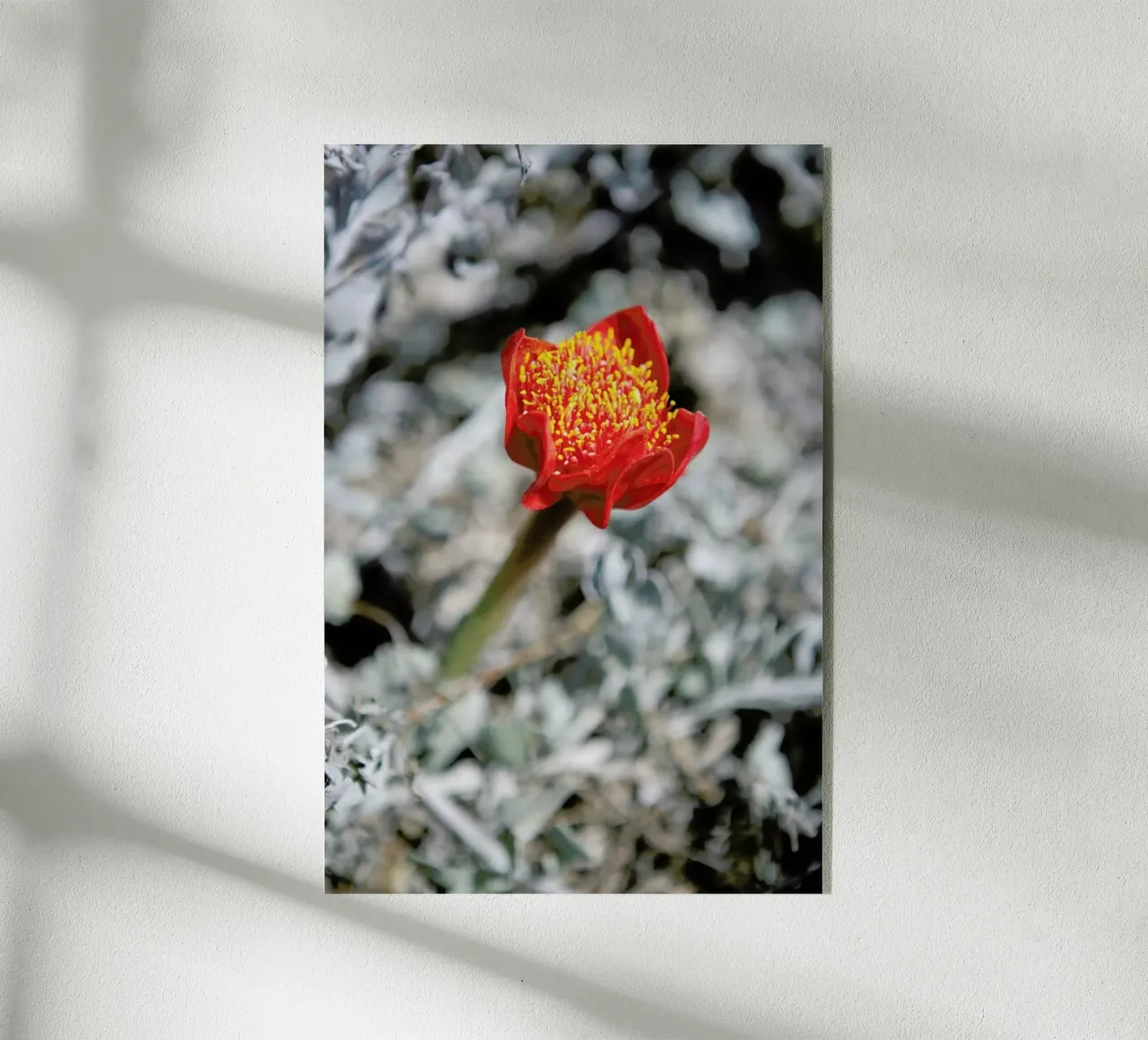 Mountain Flower plexiglass da Shot By Clint