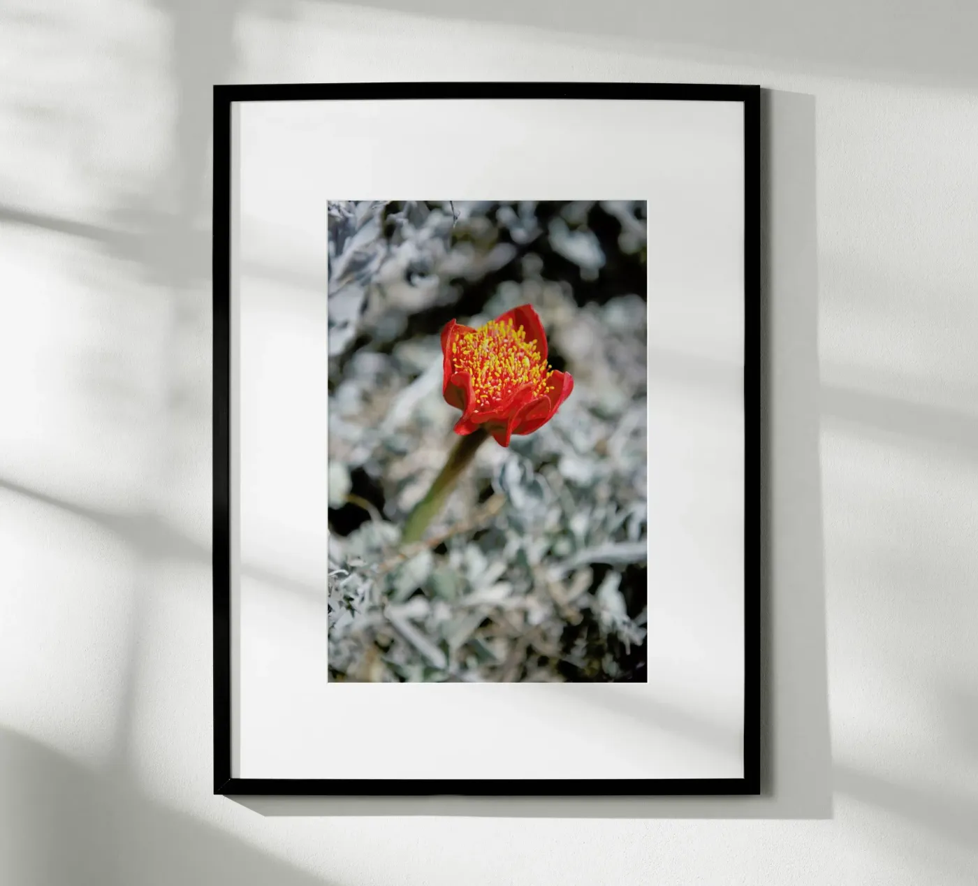 Mountain Flower poster da Shot By Clint