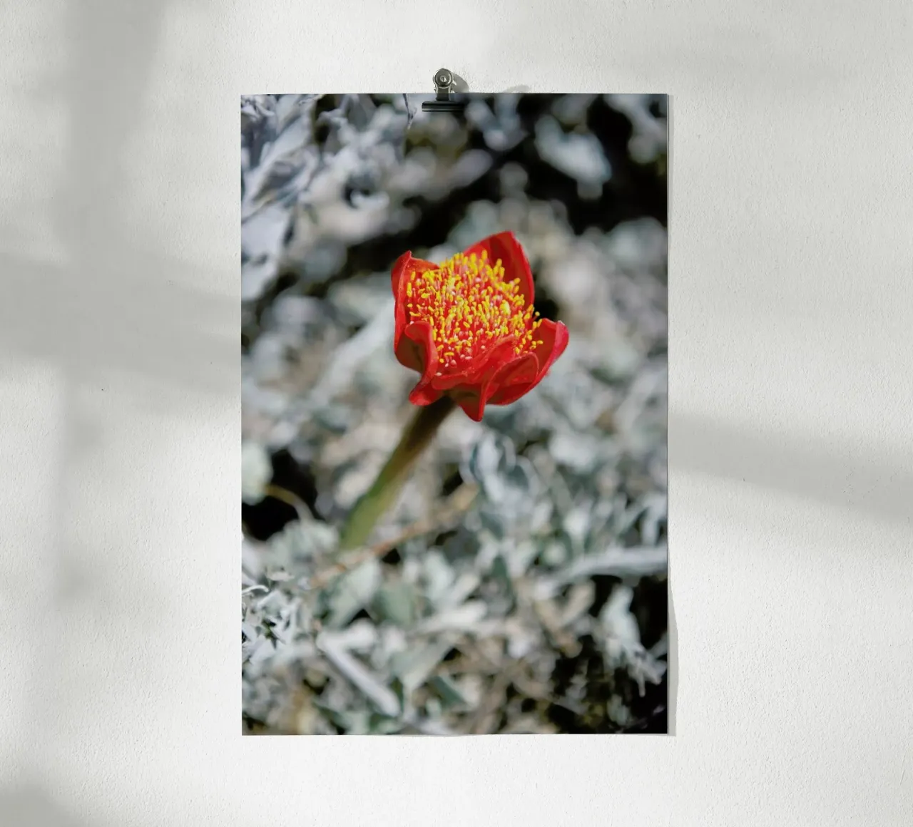 Mountain Flower poster con telaio in alluminio da Shot By Clint