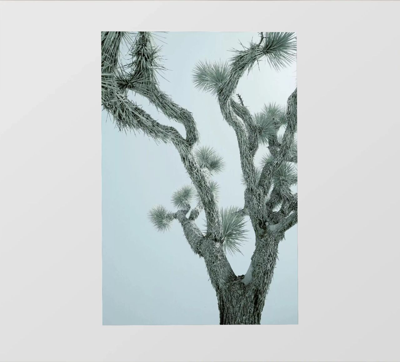 Joshua Tree pellicola backlit da Shot By Clint