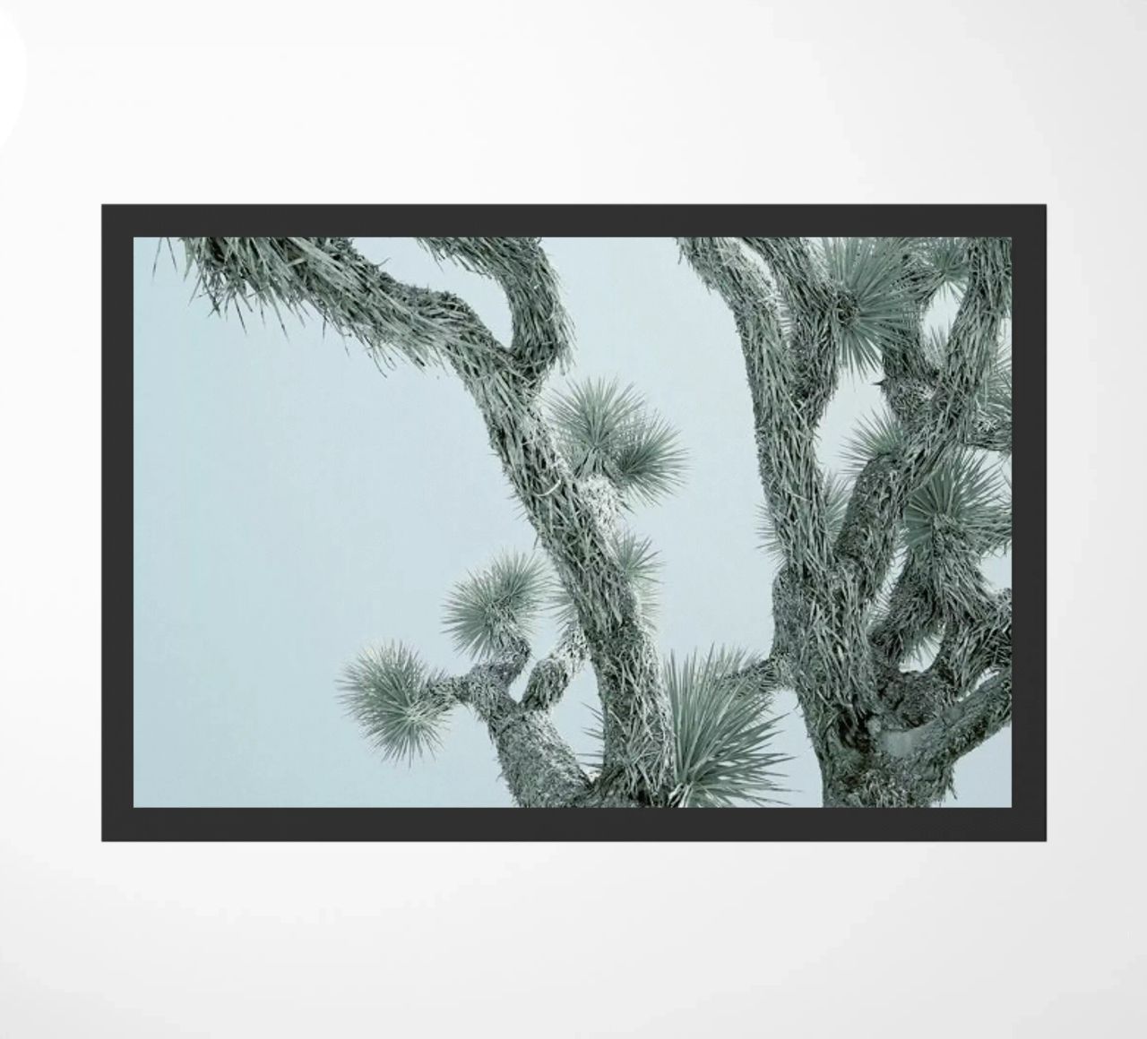 Joshua Tree zerbino da Shot By Clint