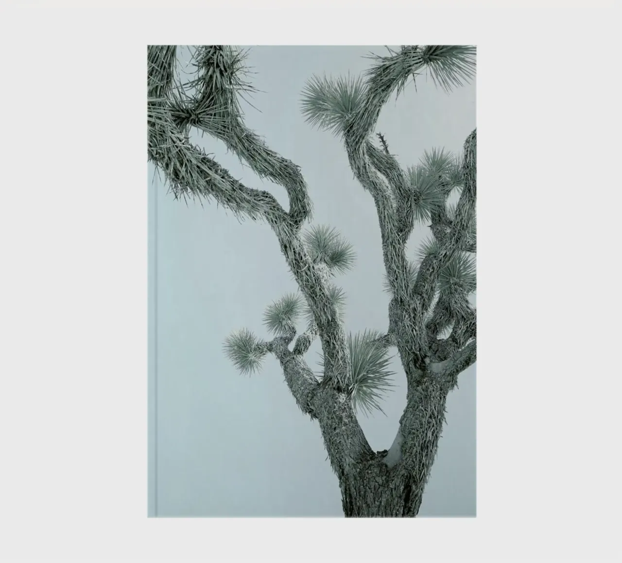 Joshua Tree diario da Shot By Clint