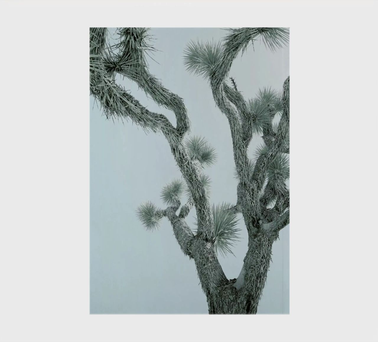 Joshua Tree notebook by Shot By Clint