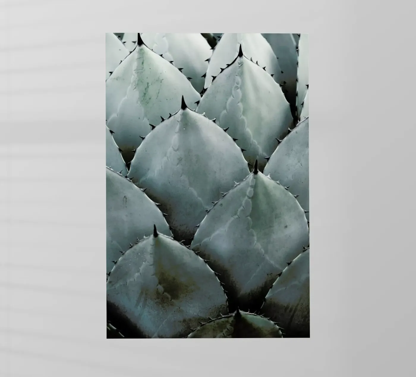 Agave pellicola backlit da Shot By Clint