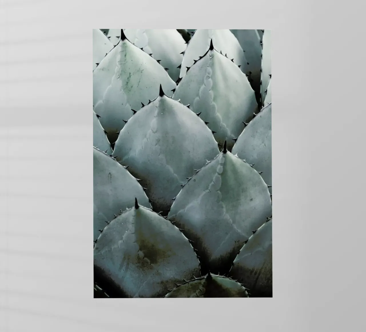 Agave pellicola backlit da Shot By Clint