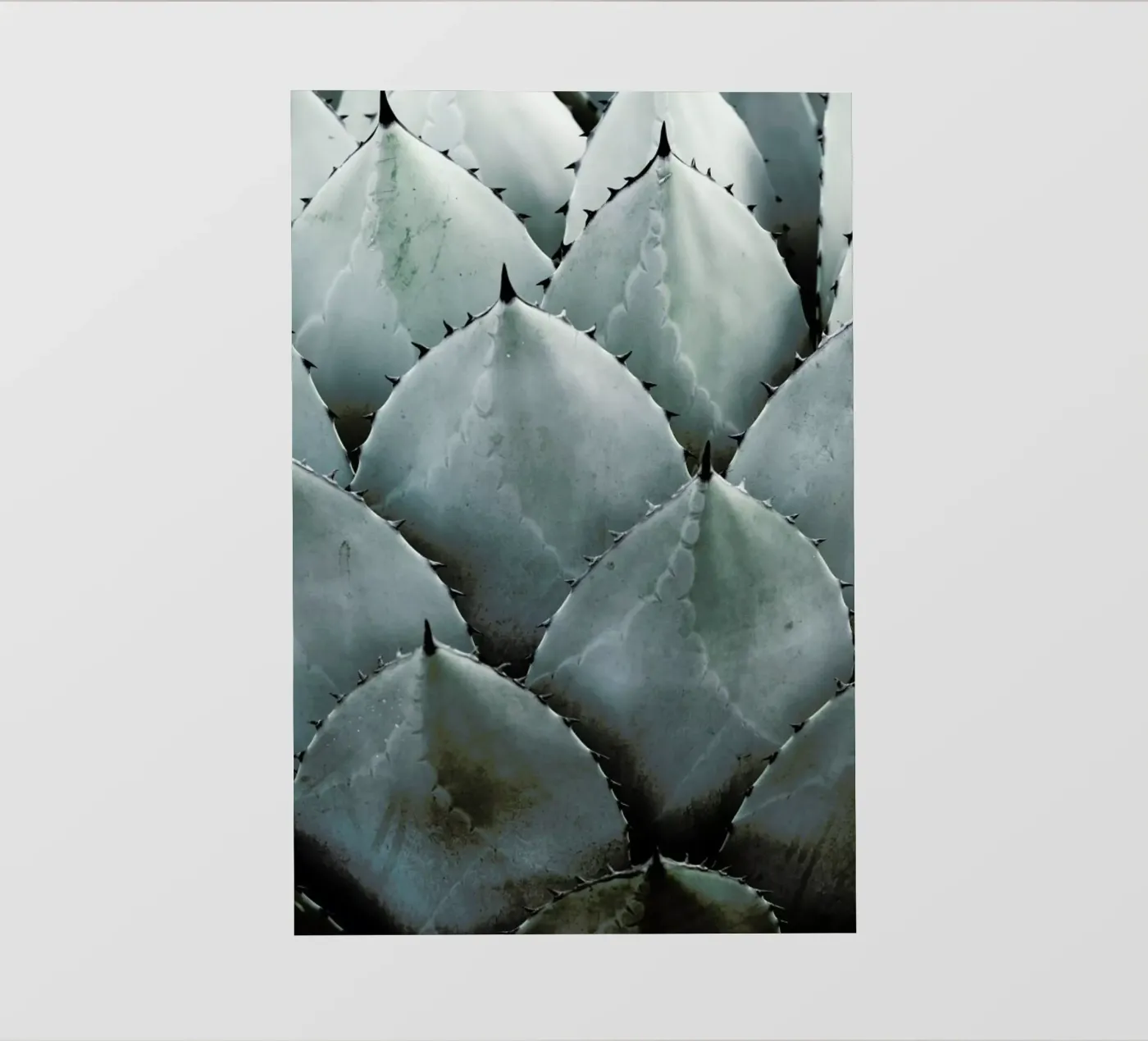 Agave pellicola backlit da Shot By Clint