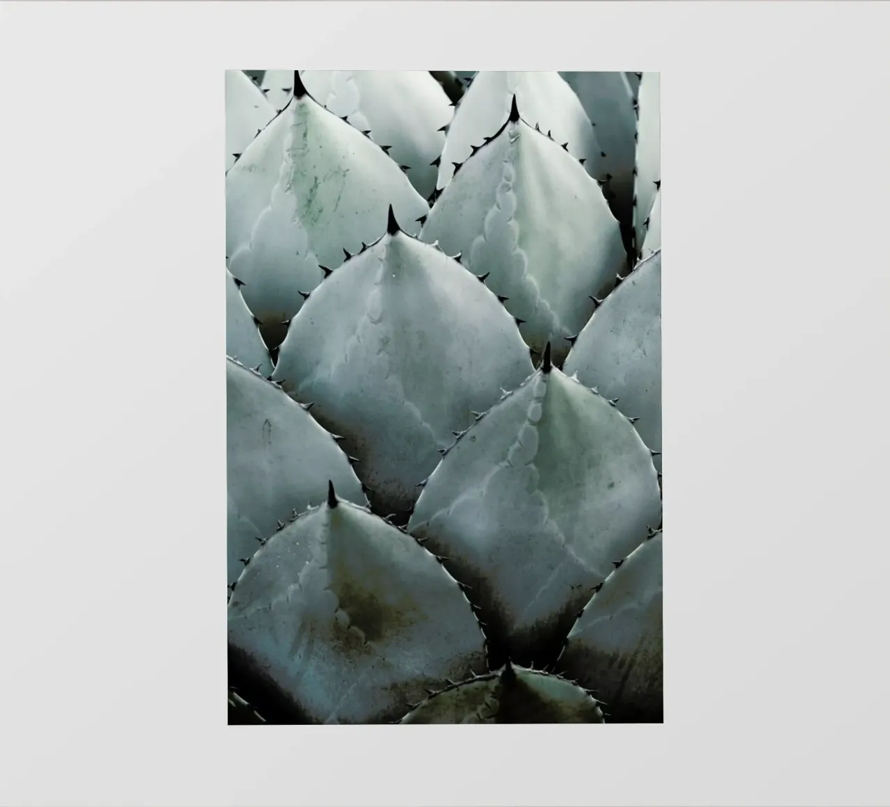 Agave pellicola backlit da Shot By Clint