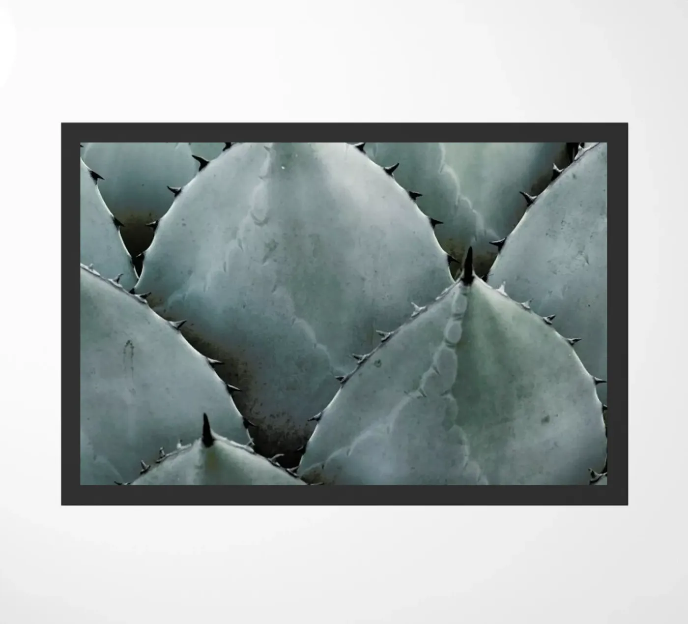 Agave zerbino da Shot By Clint