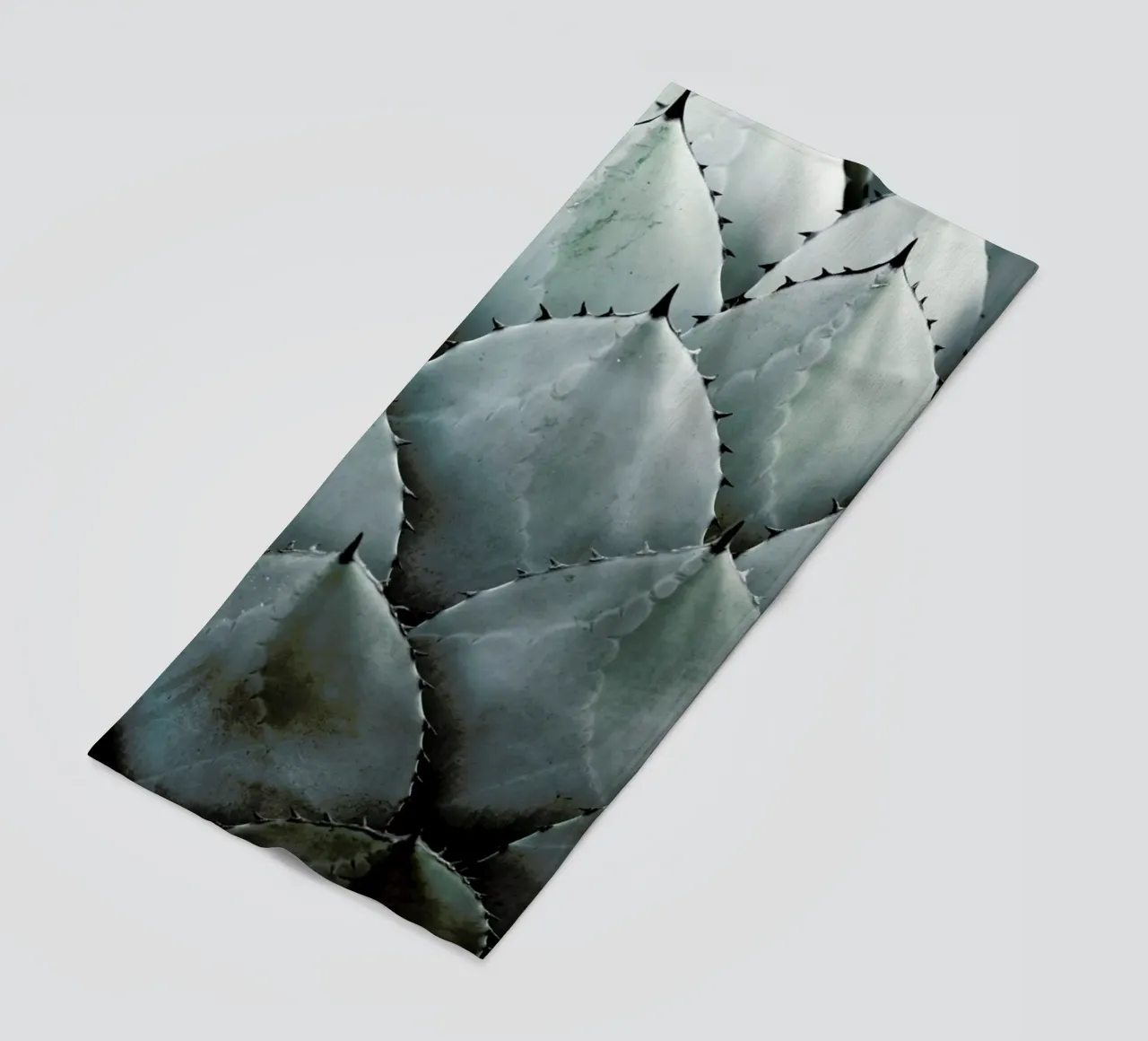 Agave telo mare da Shot By Clint