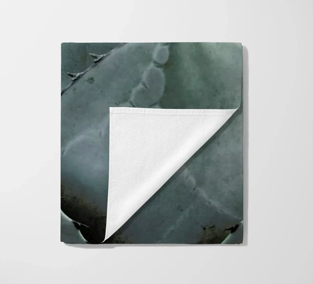 Agave telo mare da Shot By Clint