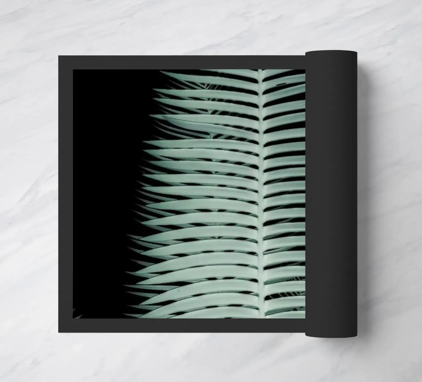 Cycas zerbino da Shot By Clint