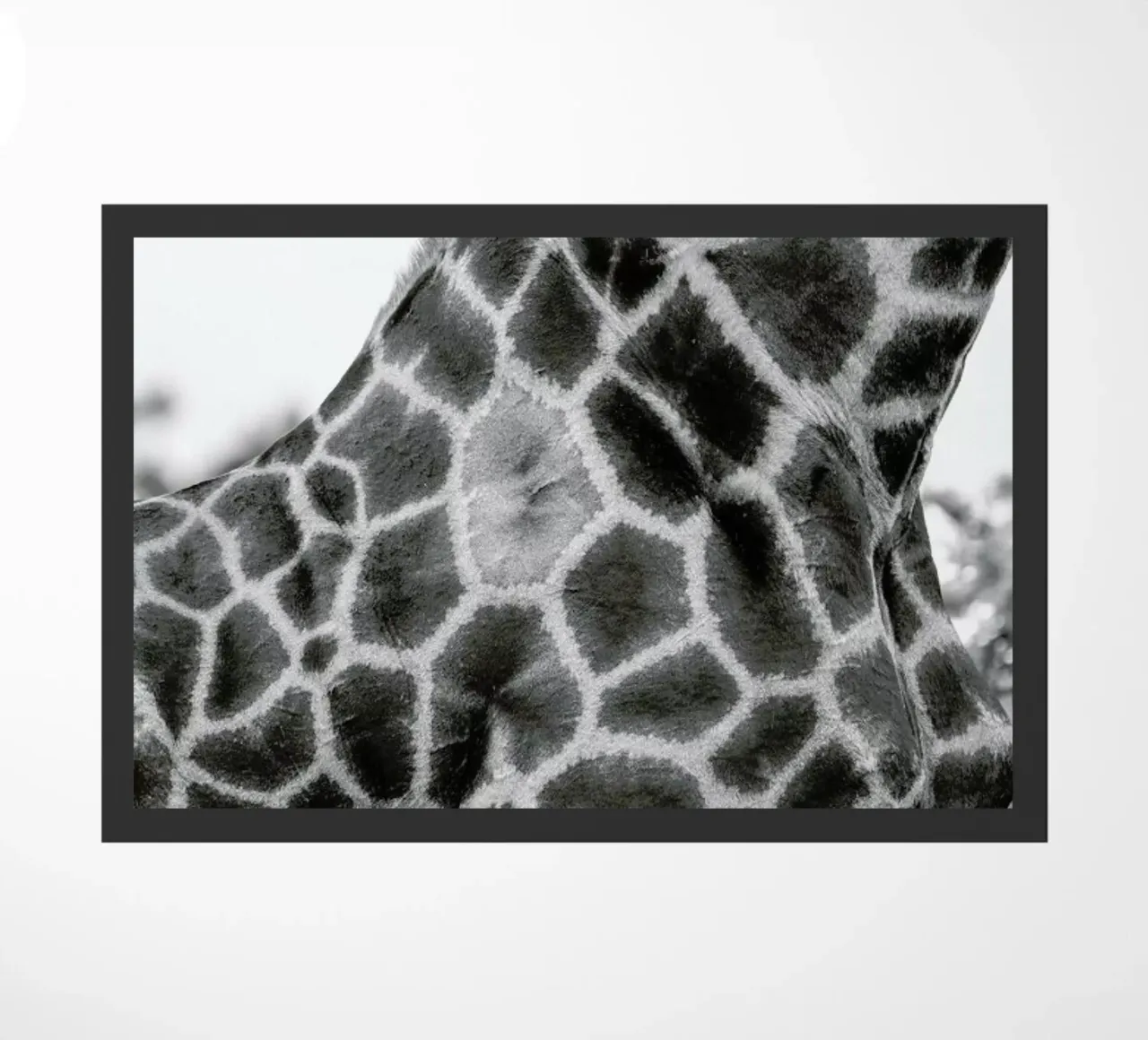 Giraph detail zerbino da Shot By Clint