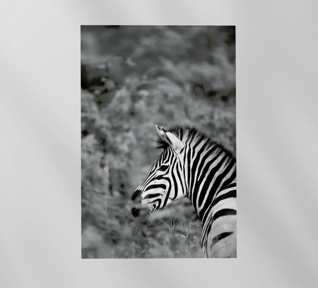 Zebra pellicola backlit da Shot By Clint