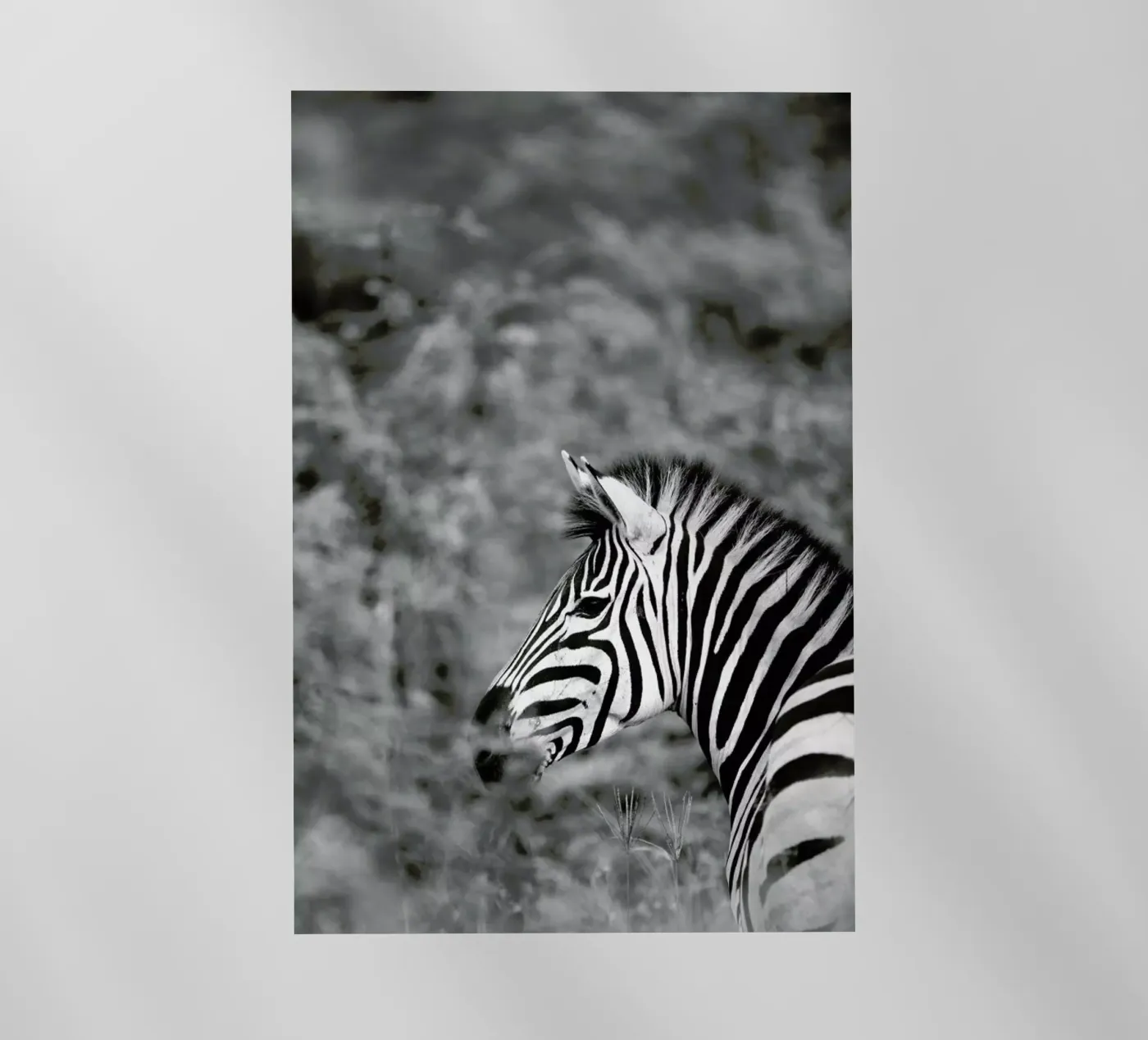 Zebra pellicola backlit da Shot By Clint