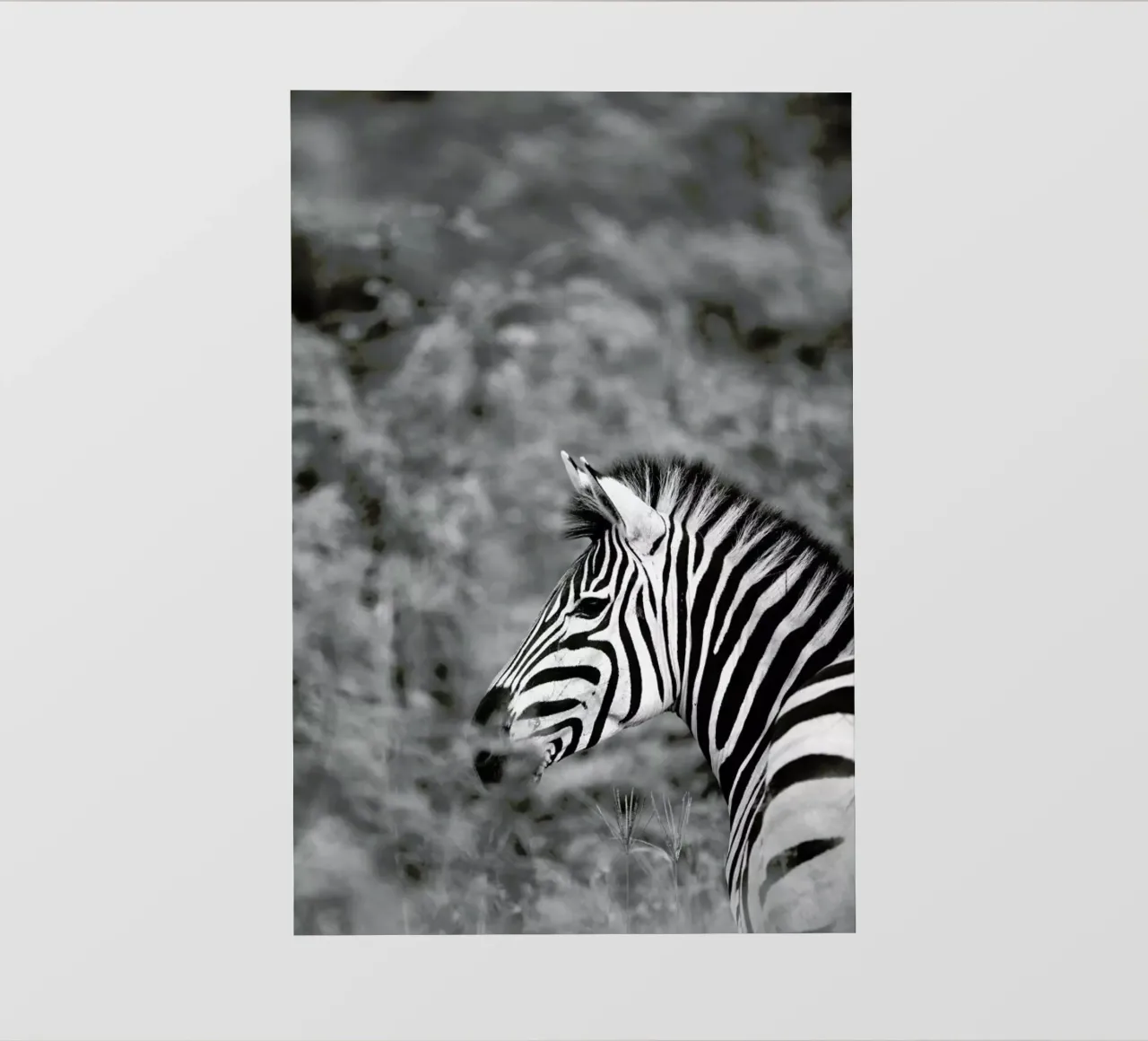 Zebra pellicola backlit da Shot By Clint