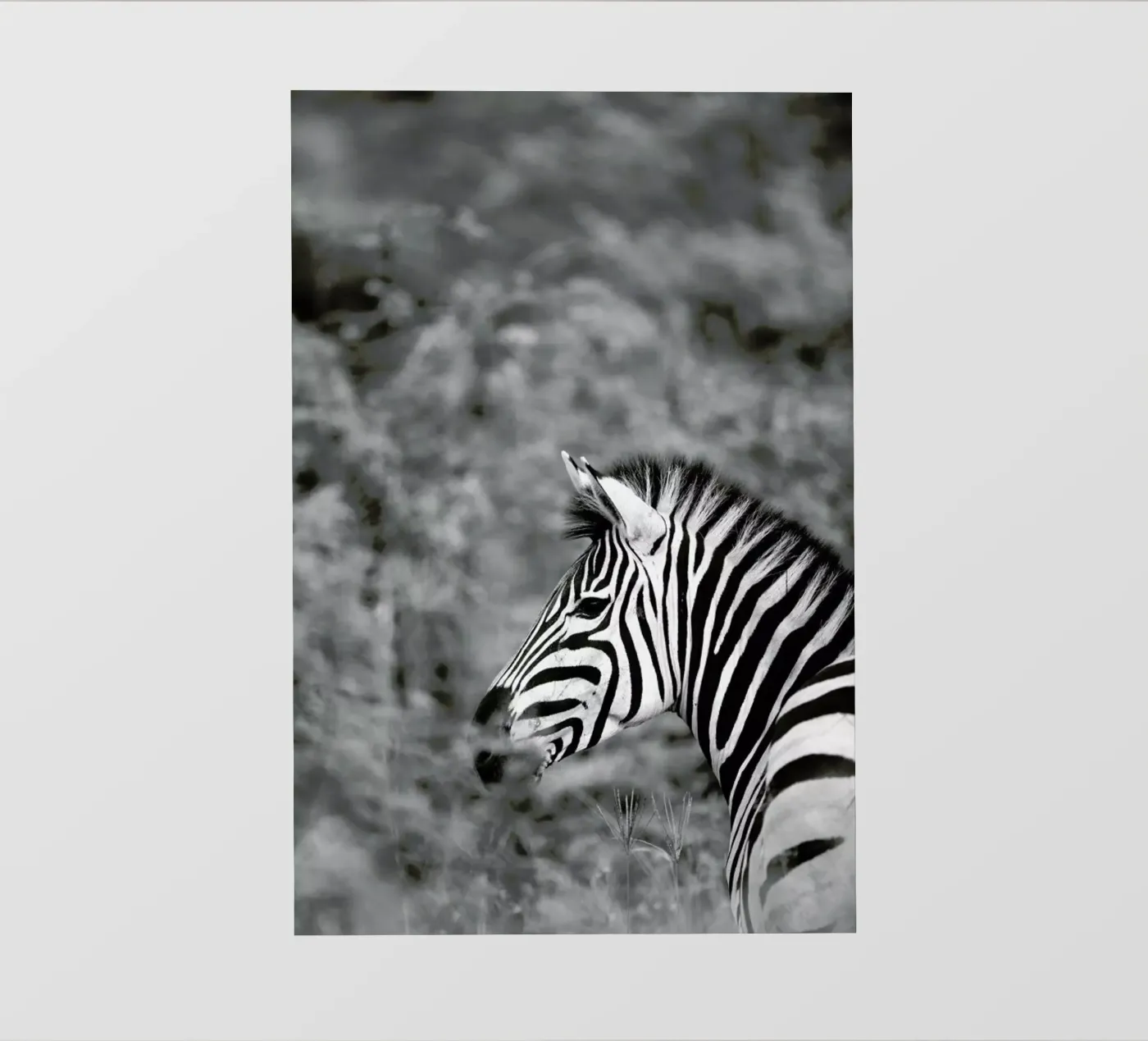 Zebra pellicola backlit da Shot By Clint