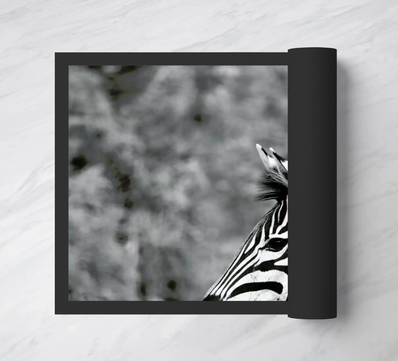 Zebra zerbino da Shot By Clint
