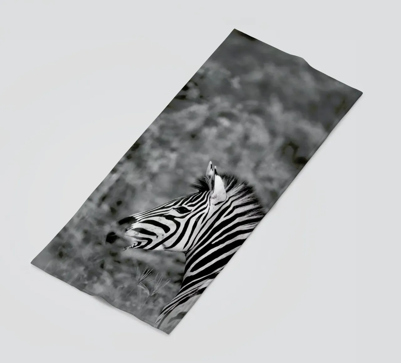 Zebra telo mare da Shot By Clint