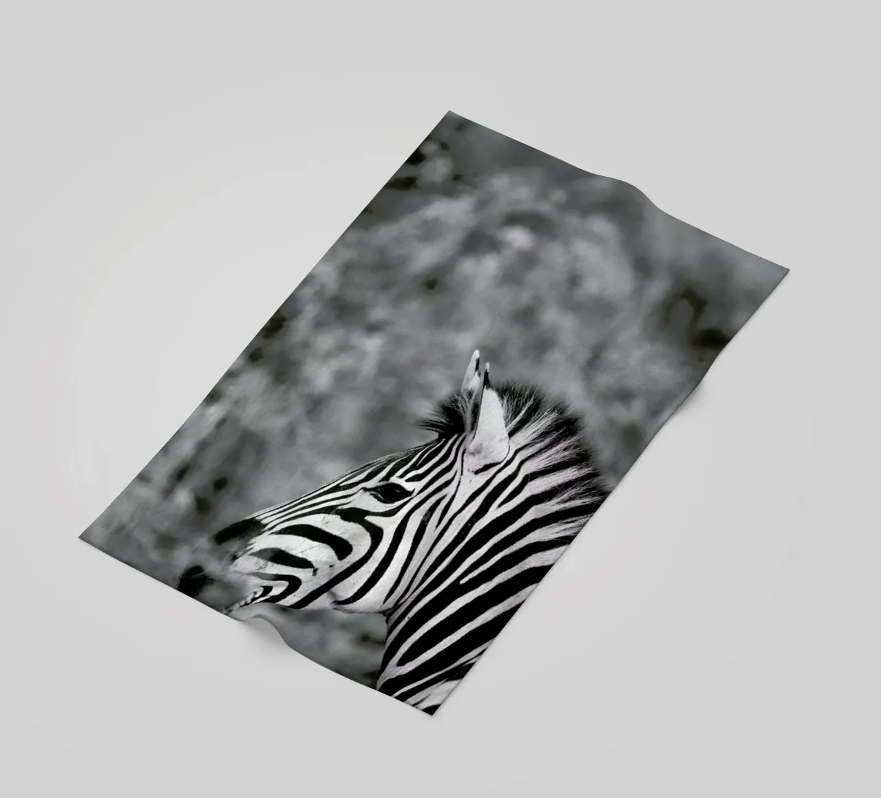 Zebra telo mare da Shot By Clint