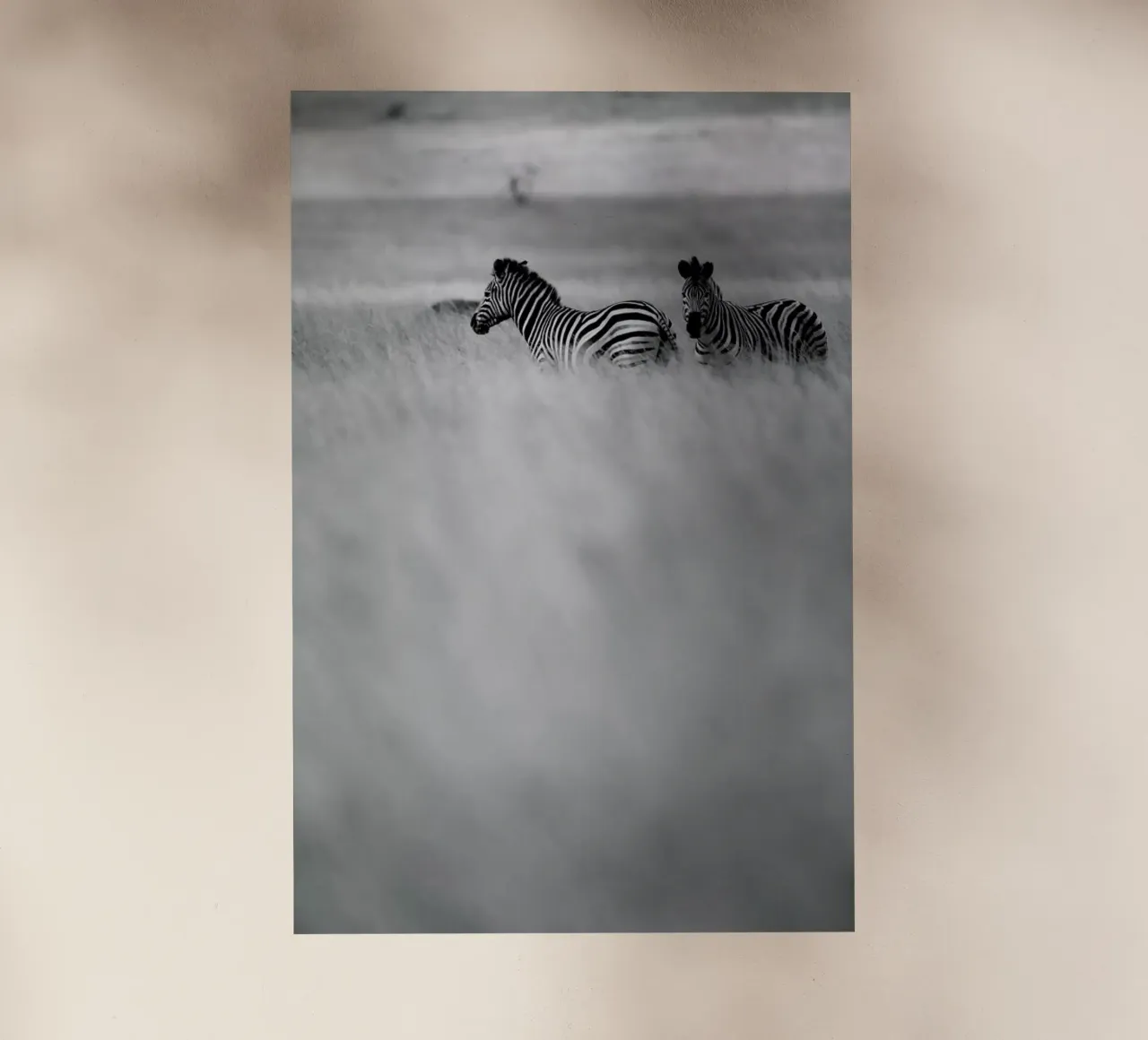 Zebra Pair pellicola backlit da Shot By Clint