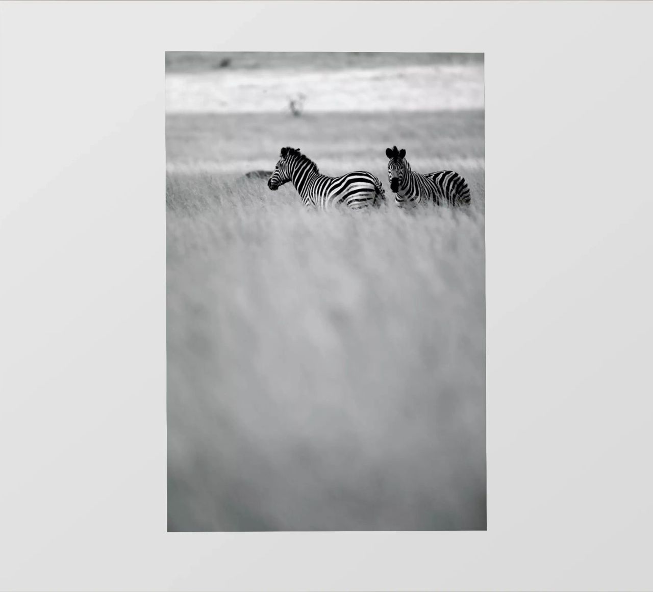 Zebra Pair pellicola backlit da Shot By Clint