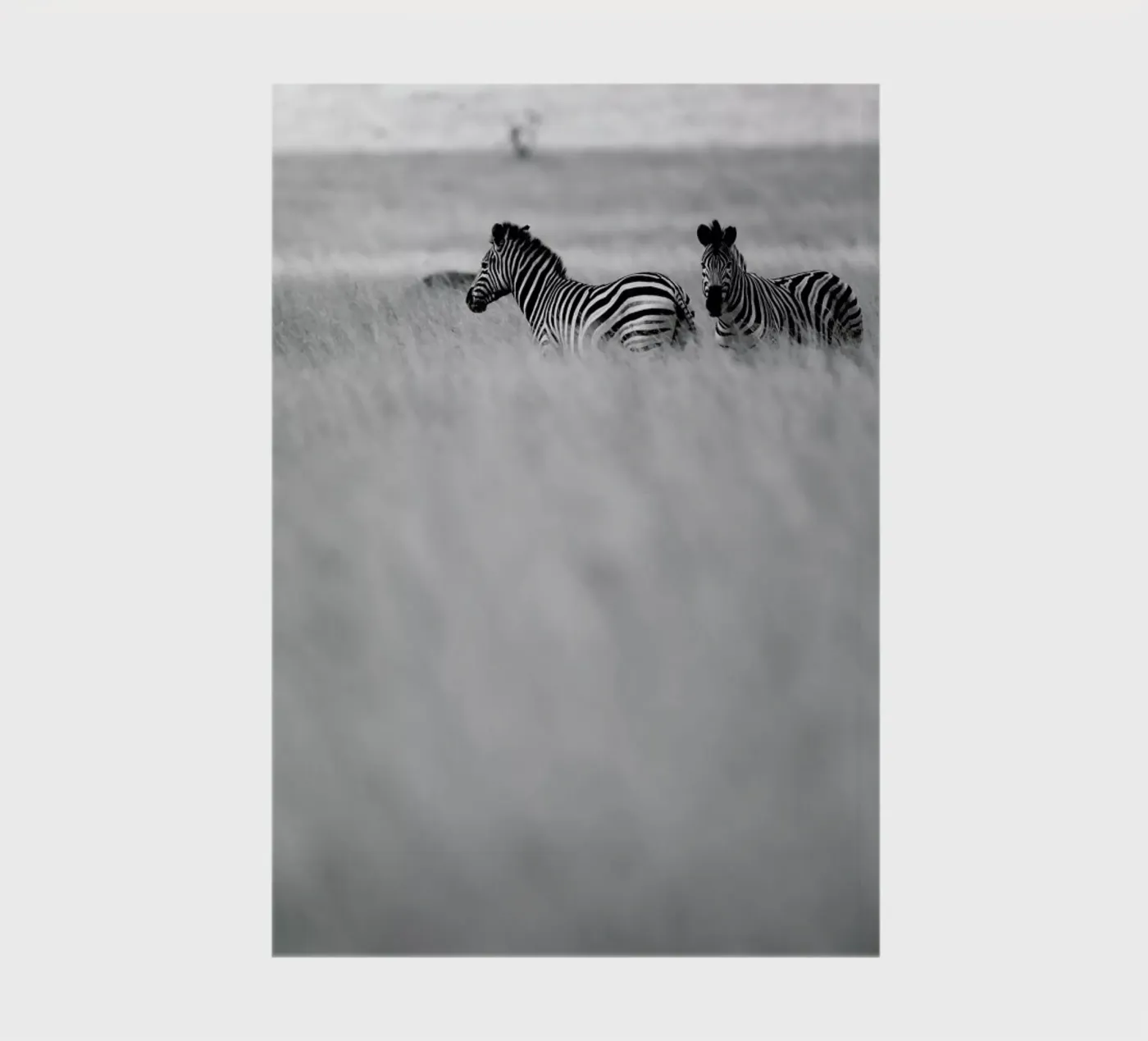 Zebra Pair notebook by Shot By Clint